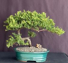 Juniper bonsai tree for sale  Patchogue