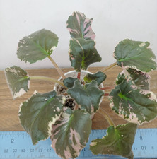 African violet plant for sale  Lexington