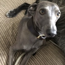 Handmade whippet collar for sale  GLASGOW