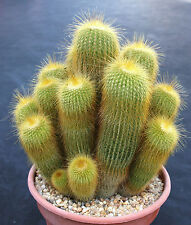 Notocactus leninghausii exotic d'occasion  Expédié en Belgium