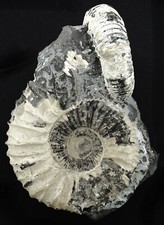 Malm pavlovia pallasioides gebraucht kaufen  Erlangen