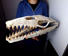 Mosasaurus schädel fossil gebraucht kaufen  Nürtingen
