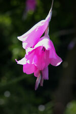 Dierama pulcherrimum angel for sale  SCUNTHORPE