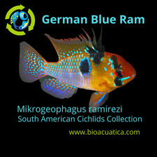 Beautiful german blue d'occasion  Expédié en Belgium