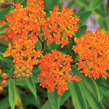 Butterfly weed seeds for sale  Deltona
