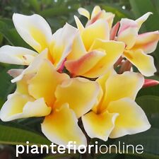 Plumeria vishanu gold usato  Palermo