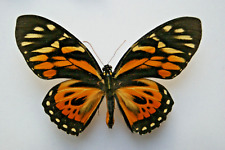 Papilio zagreus butterfly for sale  LIVERPOOL