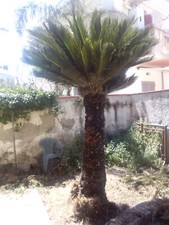 Pianta cycas usato  Casapesenna