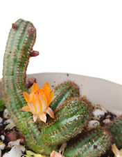 Pianta grassa chamaecereus usato  Siracusa