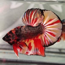 Colorful betta male for sale  Bronx