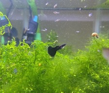 Live black moscow for sale  Manassas