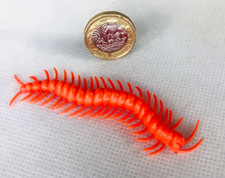 Centipede orange insect for sale  BLACKPOOL