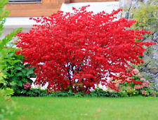 Euonymus alatus compactus for sale  NORTHWICH
