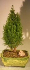Outdoor european cypress for sale  Patchogue