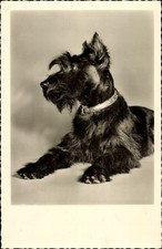 Liegender terrier halsband gebraucht kaufen Liegender terrier halsband gebraucht kaufen  Berlin