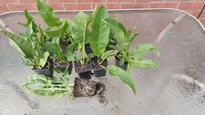 Horseradish plants cm for sale  WISBECH