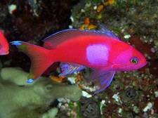 Square back anthias for sale  Gardena