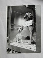 Battersea dogs home for sale  EDINBURGH