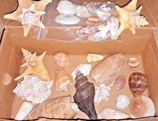 Gros lot coquillages d'occasion  Bischheim