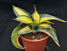 Sansevieria golden wendy for sale  MANCHESTER