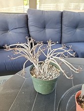 Euphorbia capsaintmariensis ex for sale  Riverside