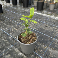 Jasminum sambac grand for sale  HELSTON
