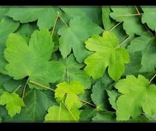ahorn pflanze baum gebraucht kaufen ahorn pflanze baum gebraucht kaufen Leipzig