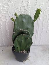 Thornless prickly pear for sale  Jacksonville