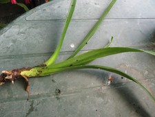 Clivia pflanze ableger gebraucht kaufen  Nidderau