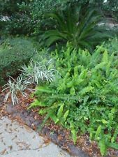 Rooted live boston for sale  Ormond Beach