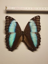 Morpho dedamia mariae gebraucht kaufen  Halle