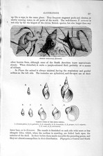 Old antique print for sale  UK