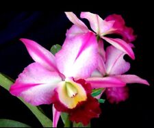 Cattleya type plants for sale  San Francisco