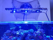 orphek for sale orphek for sale Zephyrhills