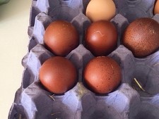 Black copper blue for sale  LLANELLI