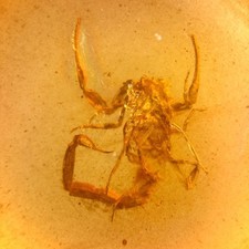 Stunning scorpion burmese for sale  GILLINGHAM