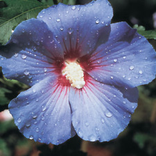 Hibiscus rose sharon for sale  Honey Brook
