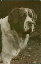 Mastiff dog valentine for sale  MANCHESTER