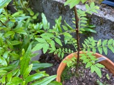 Sansho fresh cuttings for sale  Redmond