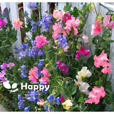 Sweet pea bijou for sale  DONCASTER