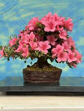 Joe bonsai shohin usato  Spedire a Italy