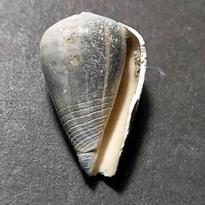 Conus ammiralis fossile usato  Italia