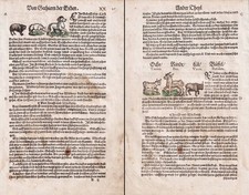 Schafe chse rinder gebraucht kaufen Schafe chse rinder gebraucht kaufen  Seubersdorf