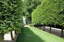 Hornbeam carpinus betulus for sale  GREENOCK