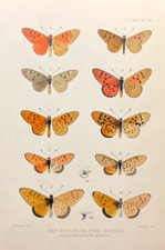 Butterfly print 1891 for sale  Sturgis