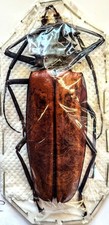 Callipogon armillatus 97mm for sale  Everett