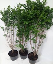 Potted green privet for sale  ALTON