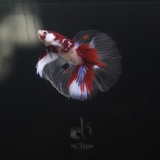 Live betta fish d'occasion  Expédié en Belgium