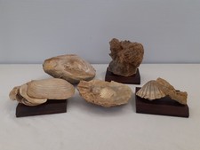 Lotto conchiglie fossili usato Lotto conchiglie fossili usato  Brusnengo