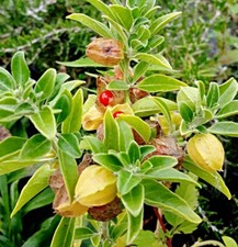 Schlafbeere samen ashwagandha gebraucht kaufen  Recklinghausen